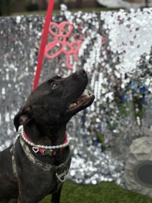 Mystery, Adult Female Mixed Breed