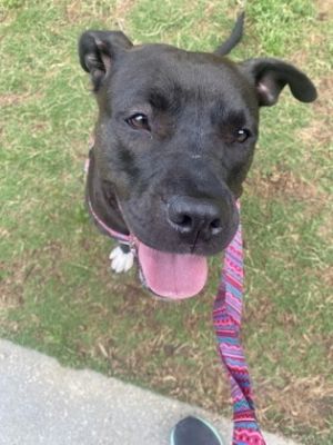 Maylene Pit Bull Terrier Dog