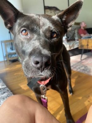 Sui, Adult Female Mixed Breed