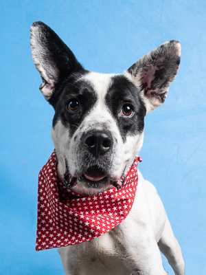 Meet Dean the sweet and protective pup with the cutest ears and unique markings Dean is a wonderfu