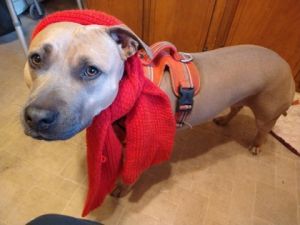 LEIGH, Adult Female Pit Bull Terrier