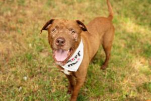LOVERBOY SEEKS FAMILY FOR ALL THE CUDDLES This sweet wiggly tail-waggy boy is Aslan We dont know