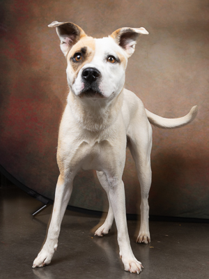 Introducing Sara Helen a sweet pup who adores attention and treats She takes treats gently and lov