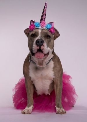 Pickles Pit Bull Terrier Dog