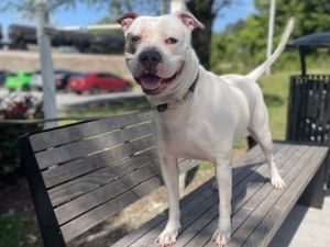 Meet Mercy a beautiful girl full of love and affection Mercy is a friendly and playful 5-year-old 