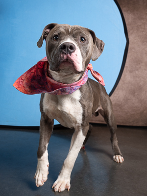 Hey there Im Runi a charming 1-year-old boy weighing 43 pounds I walk politely on a leash makin
