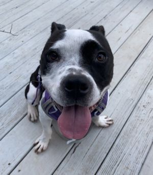 Miranda Pit Bull Terrier Dog