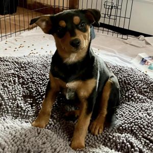 Dog for adoption Dr. Martens Sweet puppy loves other dogs playful an Australian Kelpie Mix in Flagstaff AZ Petfinder