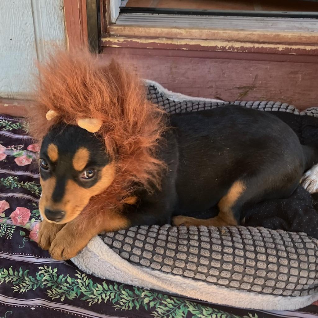 Dr. Martens- Sweet, Good w/ Dogs & Kids! Adopt $100, an adoptable Australian Kelpie in Flagstaff, AZ, 86004 | Photo Image 3