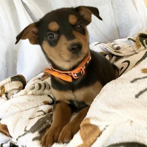 Dr. Martens- Sweet, Good w/ Dogs & Kids! Adopt $100, an adoptable Australian Kelpie in Flagstaff, AZ, 86004 | Photo Image 4