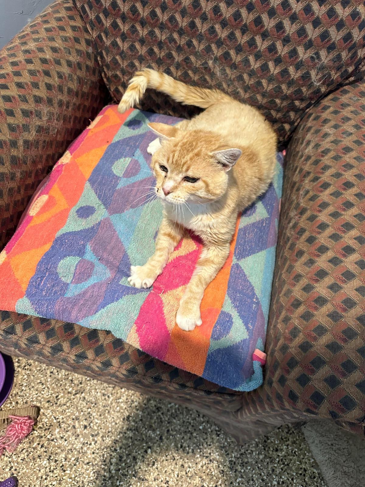 Will Feral, an adoptable Tabby in Incline Village, NV, 89450 | Photo Image 1