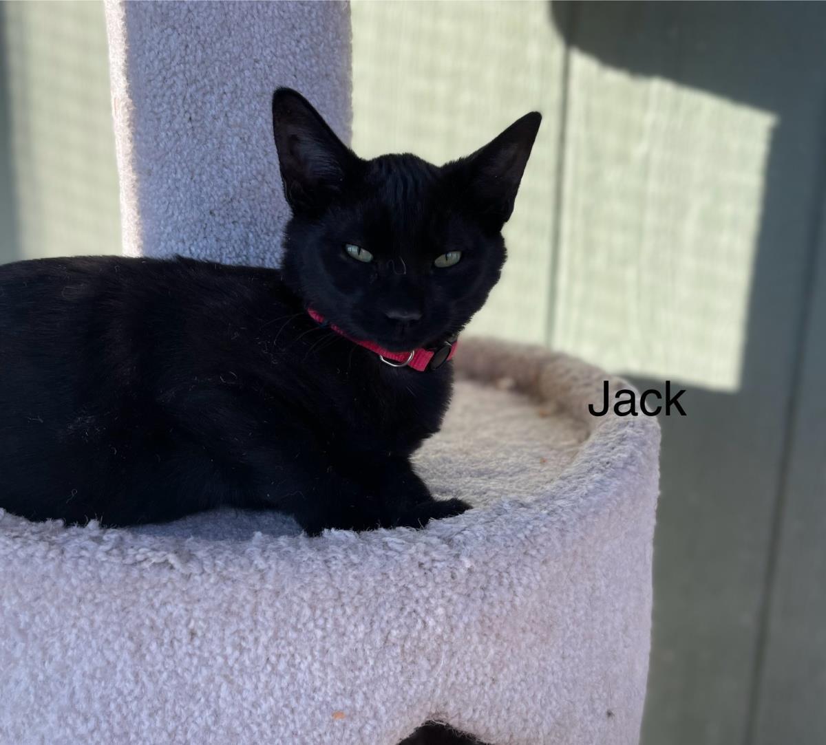 Jack, an adoptable Domestic Short Hair in Incline Village, NV, 89450 | Photo Image 1