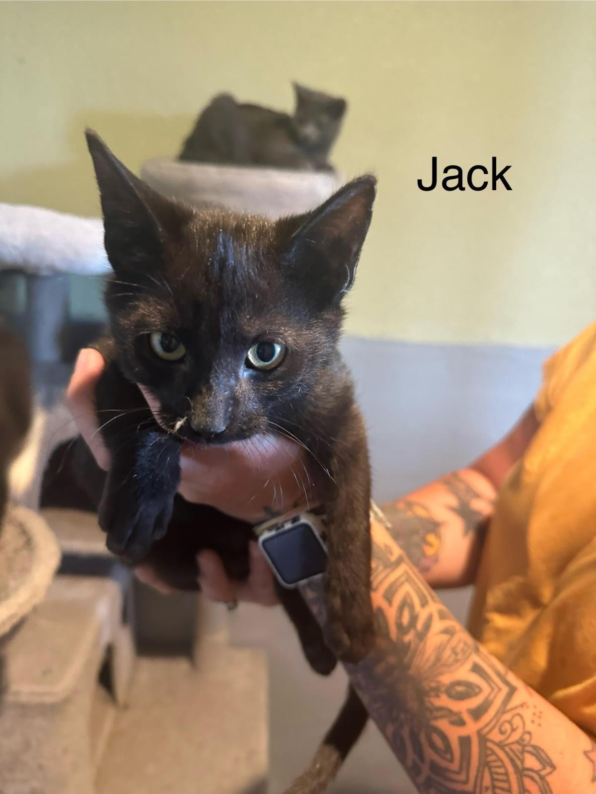 Jack, an adoptable Domestic Short Hair in Incline Village, NV, 89450 | Photo Image 2