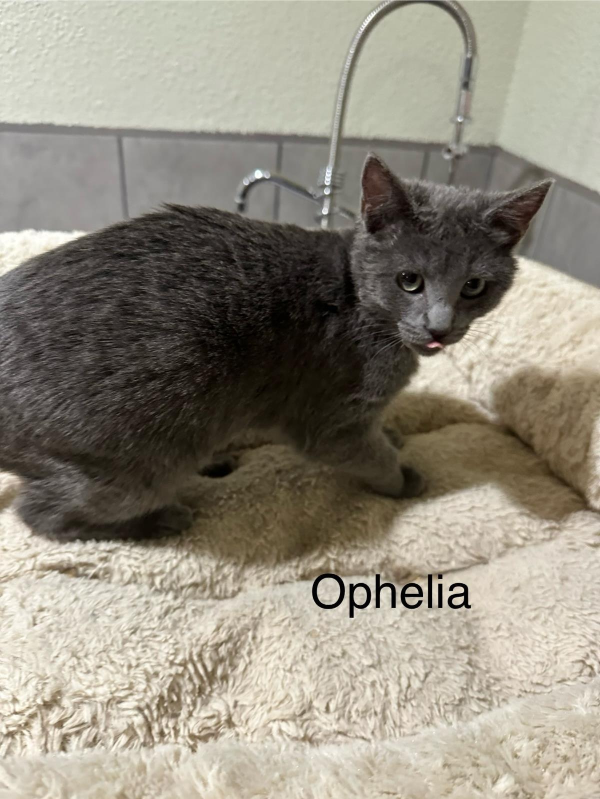 Ophelia, an adoptable Domestic Short Hair in Incline Village, NV, 89450 | Photo Image 1