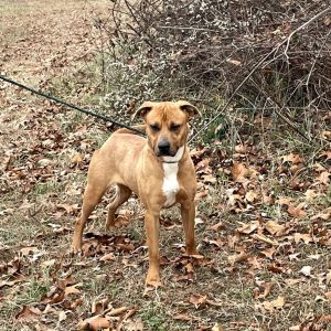 #40 Ginger, Adult Female Mixed Breed