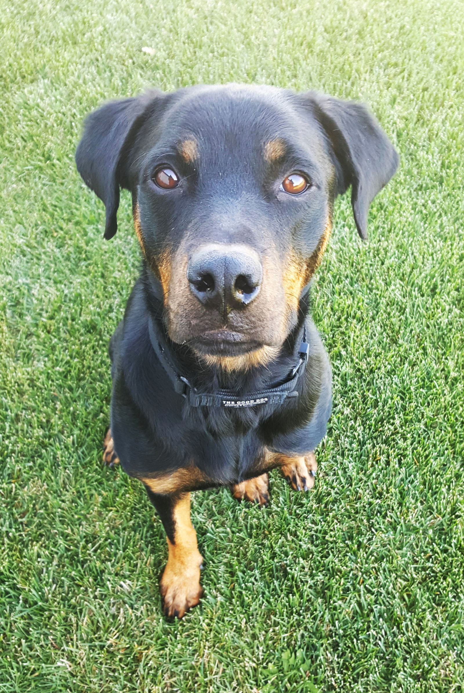 Winnie, an adoptable Rottweiler in Laurel, MT, 59715 | Photo Image 1