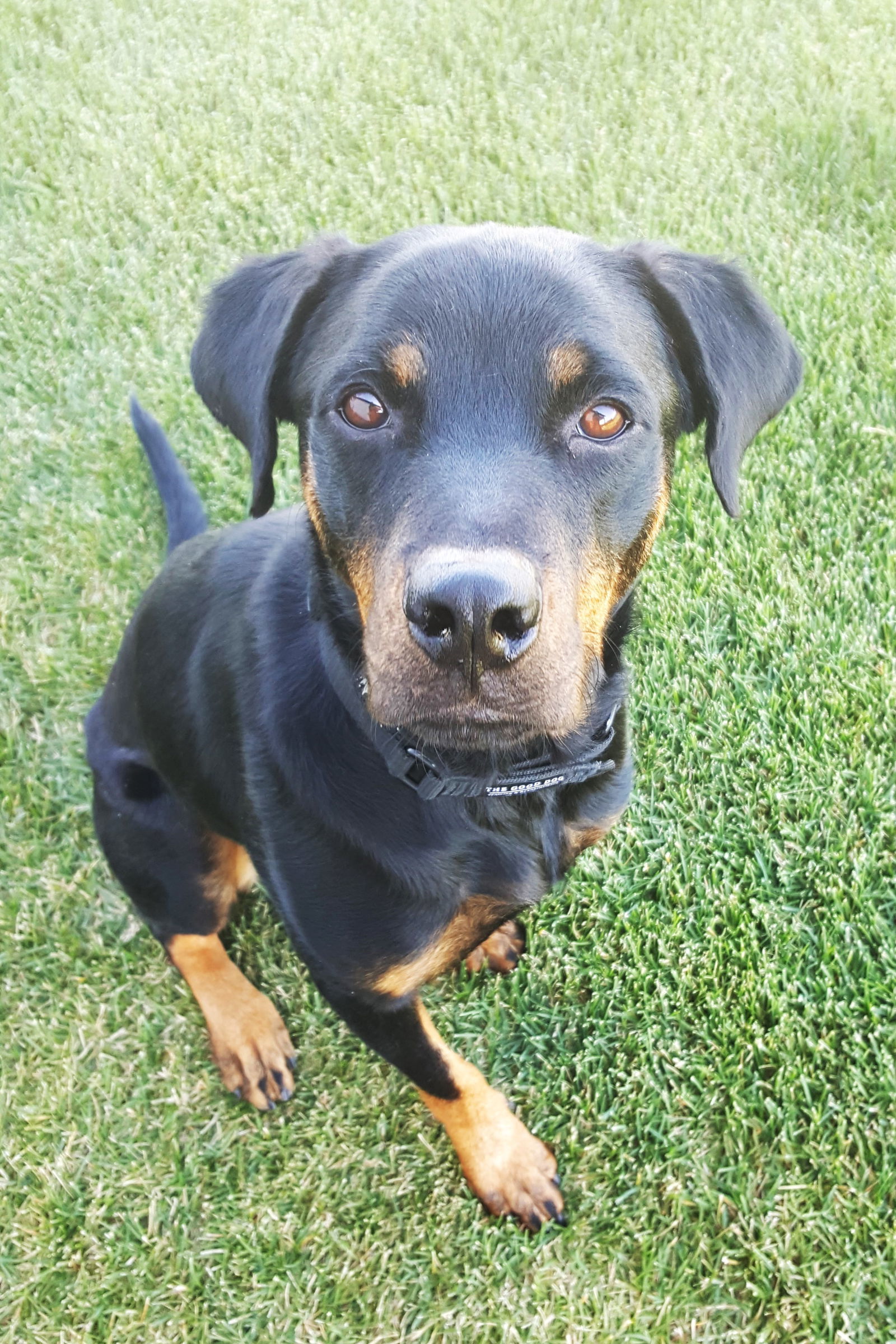 Winnie, an adoptable Rottweiler in Laurel, MT, 59715 | Photo Image 2