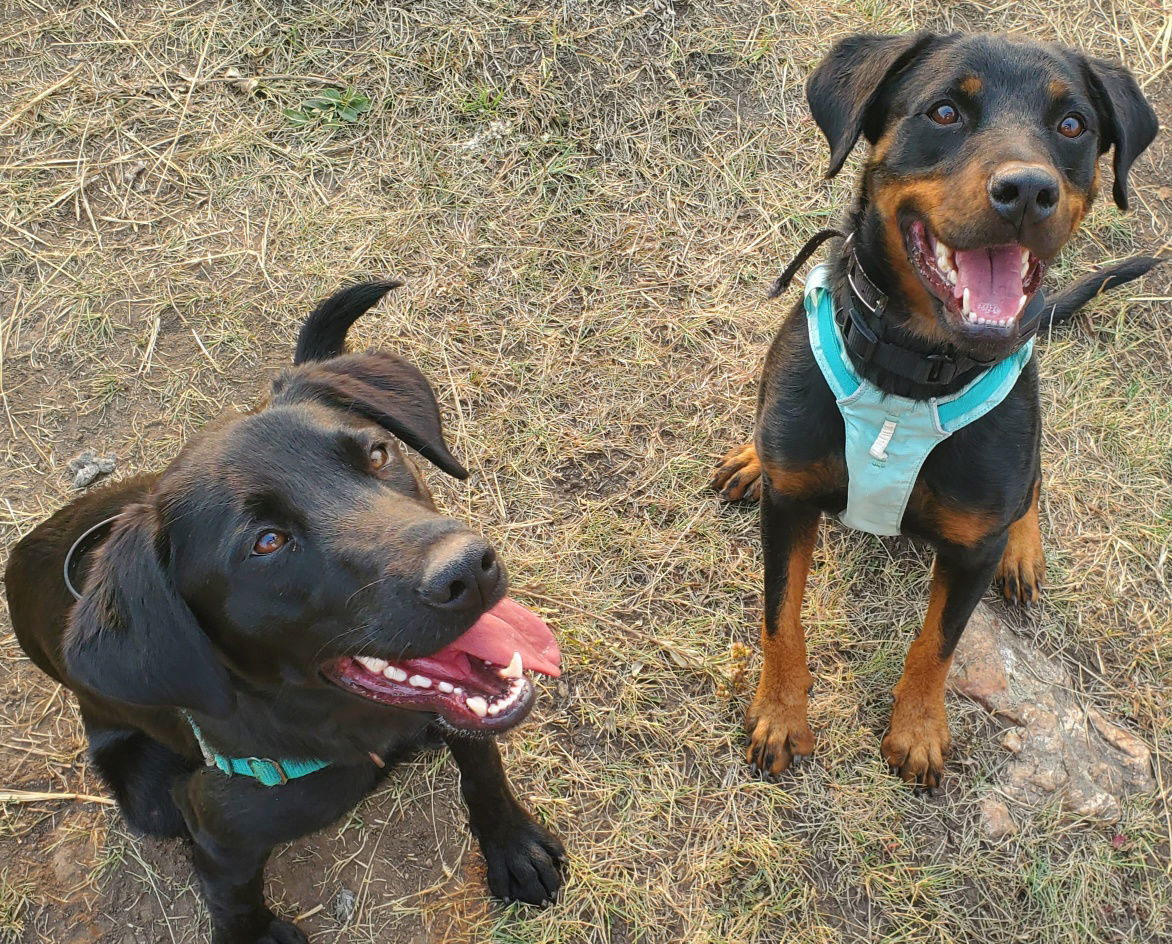 Winnie, an adoptable Rottweiler in Laurel, MT, 59715 | Photo Image 3