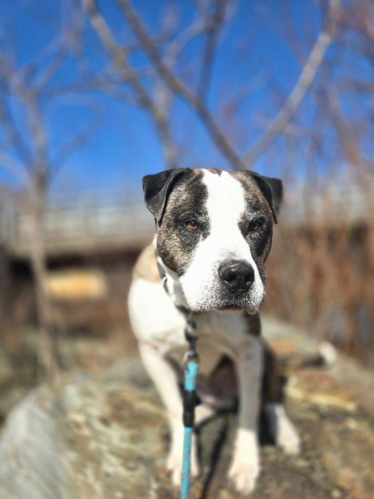 Macho (Bud)