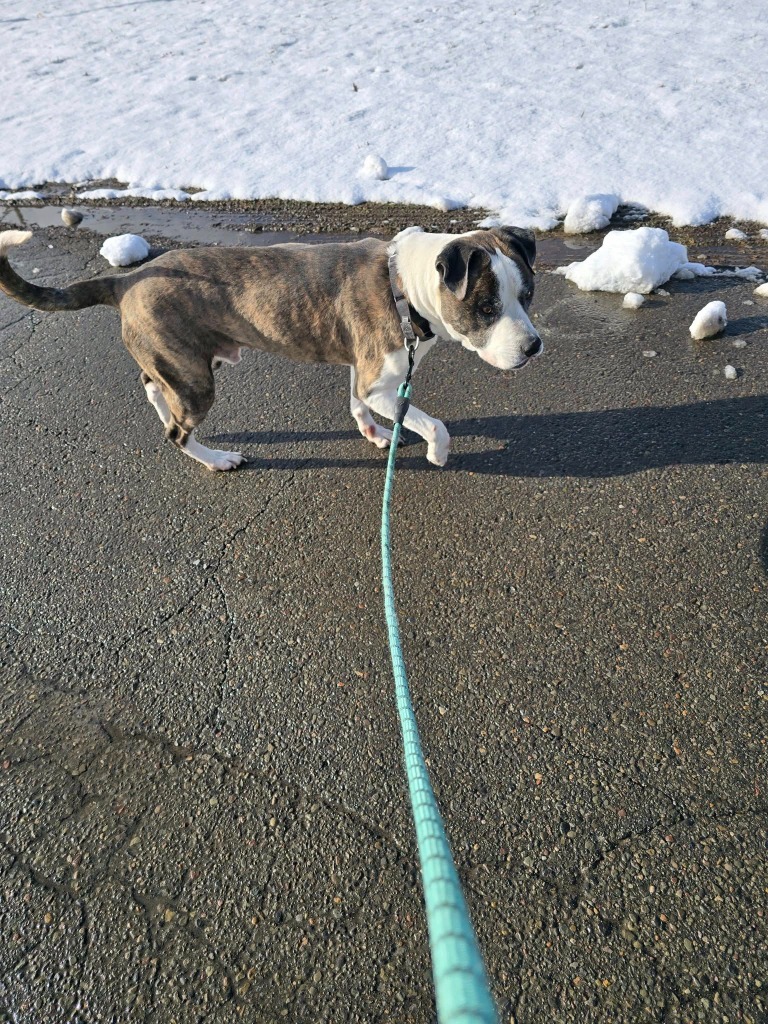 Macho (Bud)
