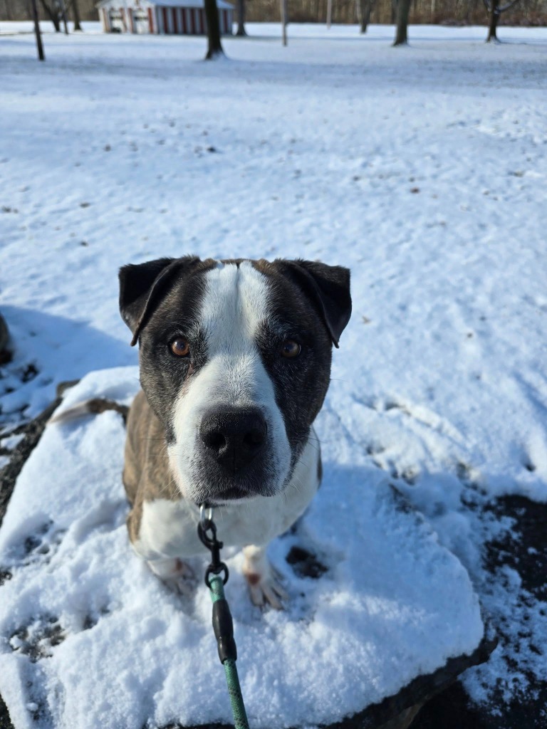 Macho (Bud)
