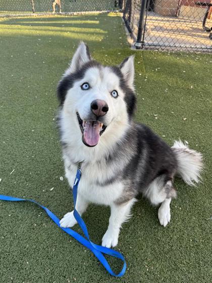 Dewey Riley, an adoptable Husky, Mixed Breed in Hutchinson, KS, 67504 | Photo Image 1