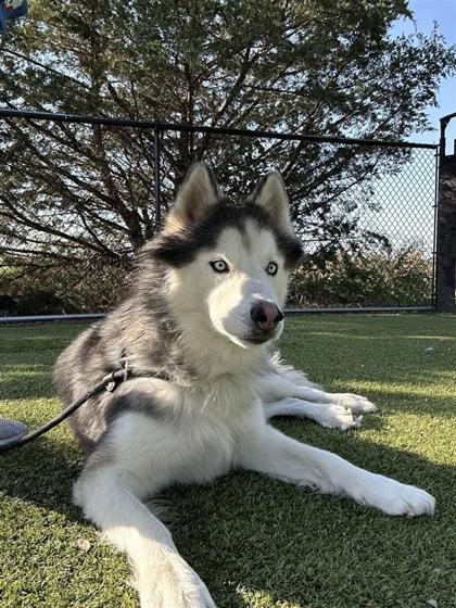 Dewey Riley, an adoptable Husky, Mixed Breed in Hutchinson, KS, 67504 | Photo Image 2