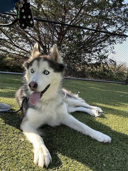 Dewey Riley, an adoptable Husky, Mixed Breed in Hutchinson, KS, 67504 | Photo Image 3