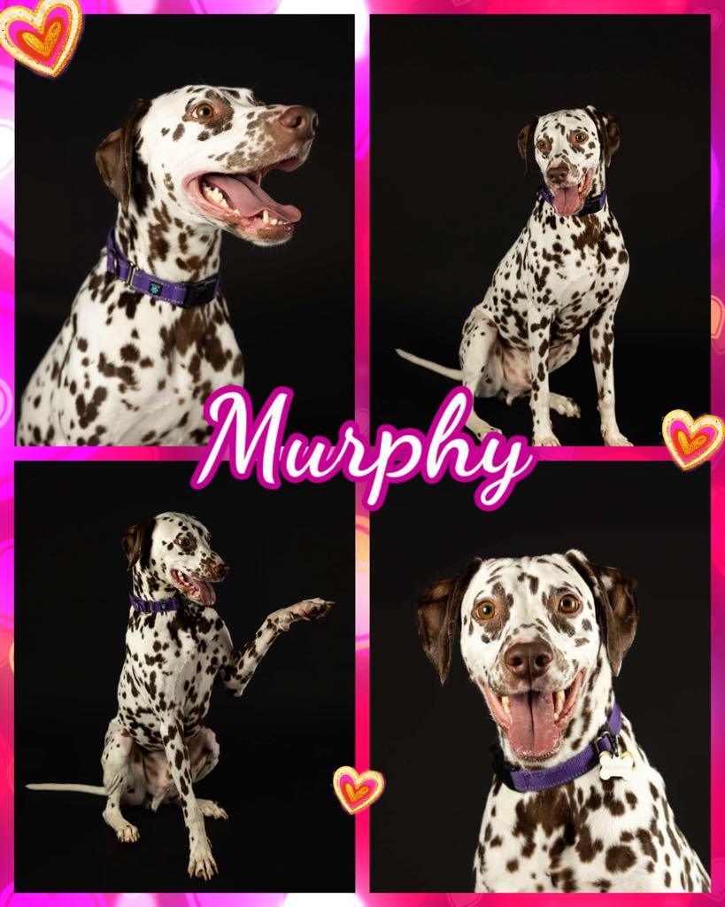 Murphy4