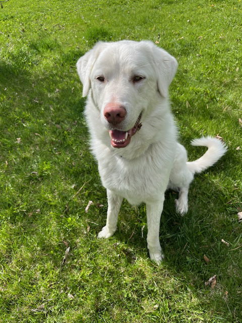 Albi, an adoptable Akbash in Hamilton, MT, 59840 | Photo Image 3