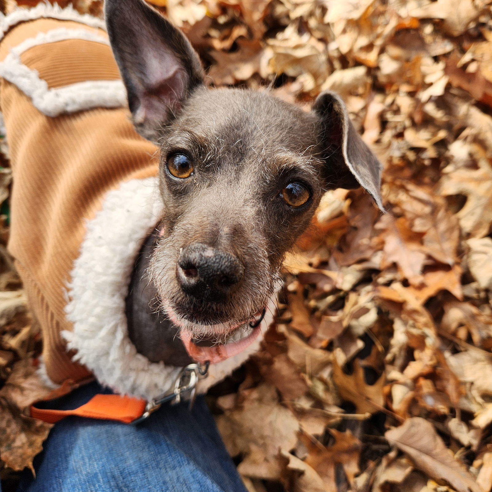 Susanna, an adoptable Xoloitzcuintli / Mexican Hairless, Cairn Terrier in St. Cloud, MN, 56301 | Photo Image 1