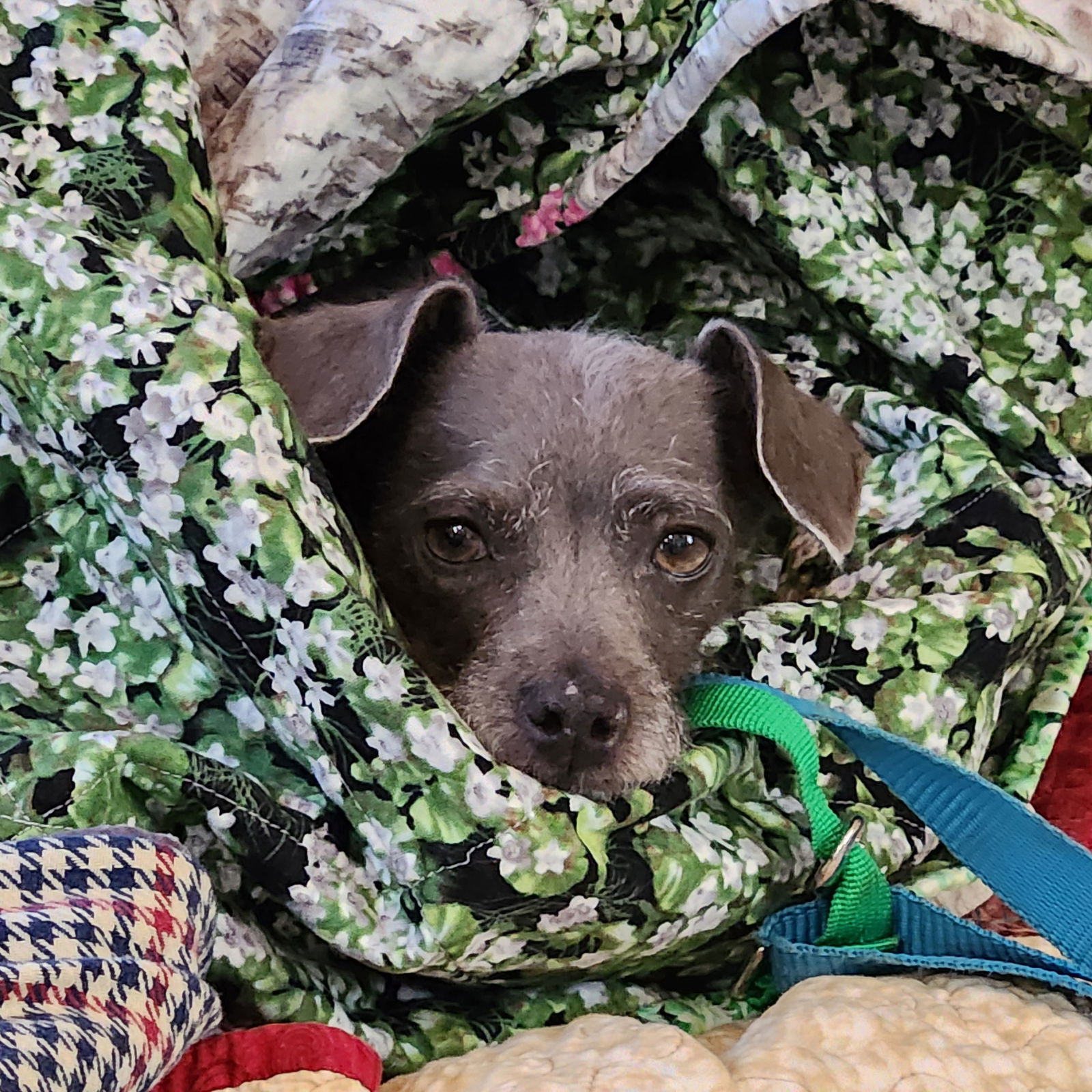 Susanna, an adoptable Xoloitzcuintli / Mexican Hairless, Cairn Terrier in St. Cloud, MN, 56301 | Photo Image 2