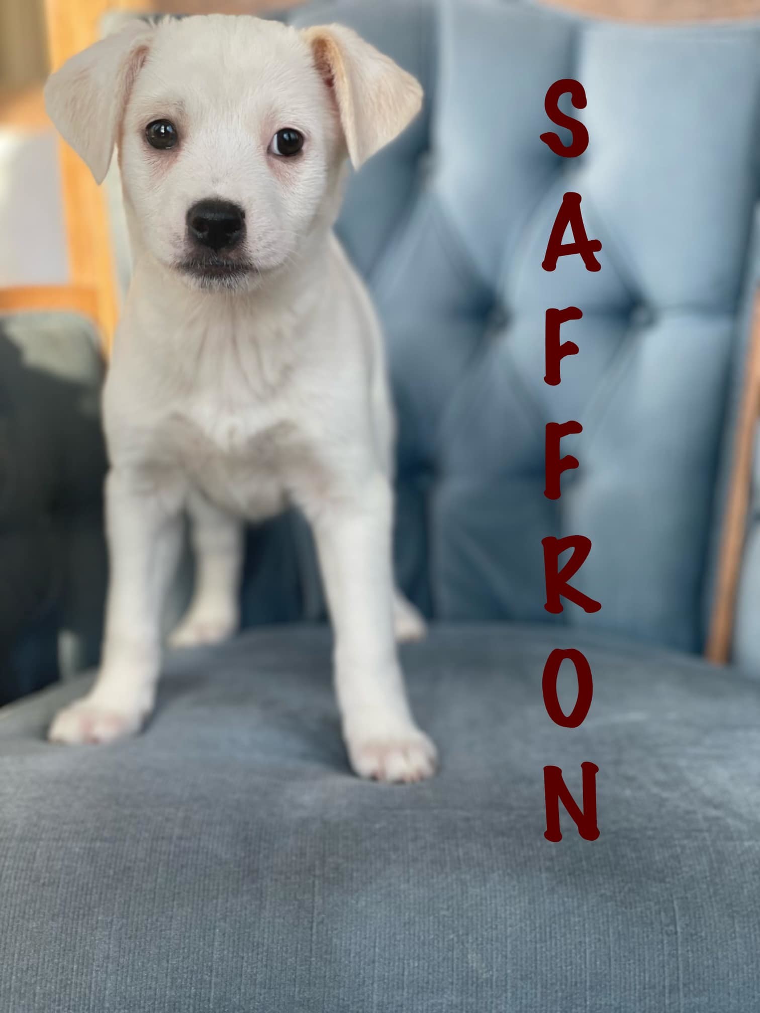 Spice Litter - Saffron, an adoptable Beagle in Anchorage, AK, 99503 | Photo Image 1