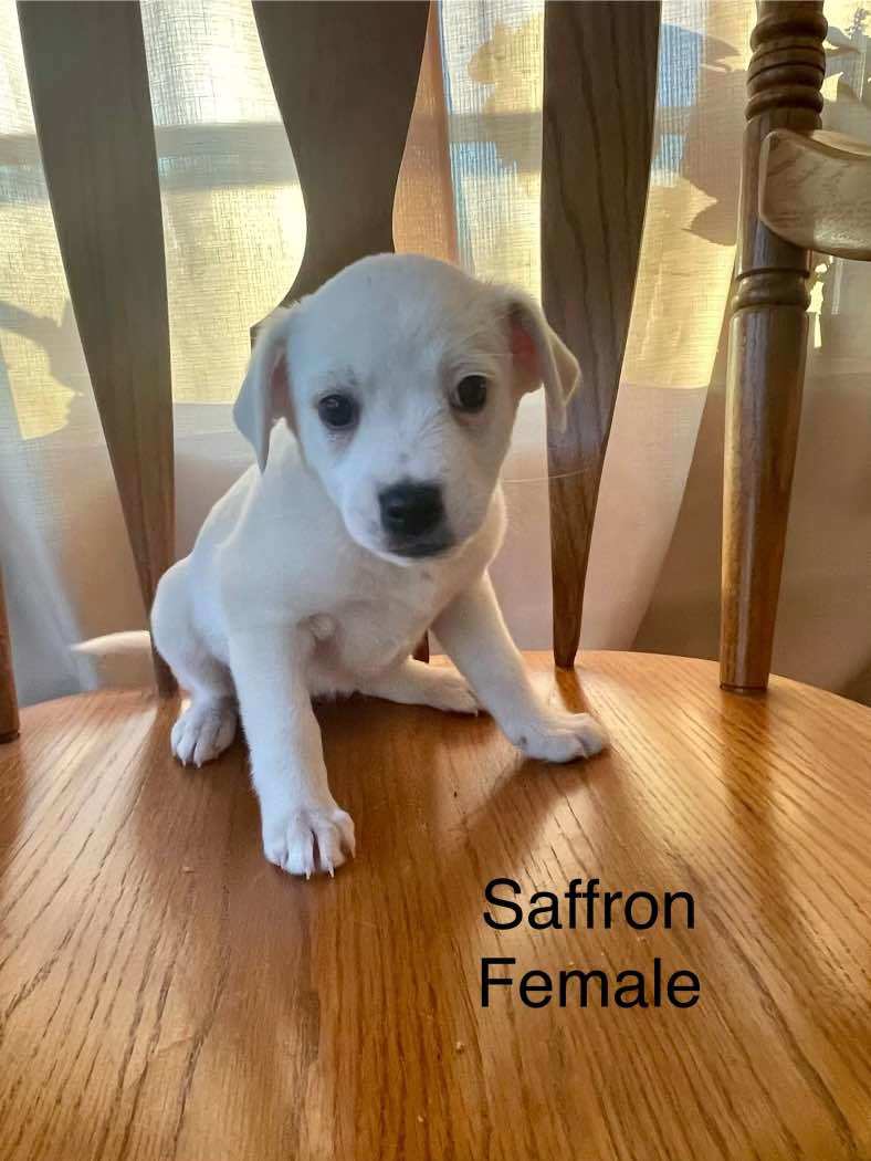 Spice Litter - Saffron, an adoptable Beagle in Anchorage, AK, 99503 | Photo Image 2