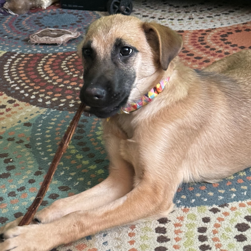 Quell, an adoptable Shepherd in Anchorage, AK, 99503 | Photo Image 1