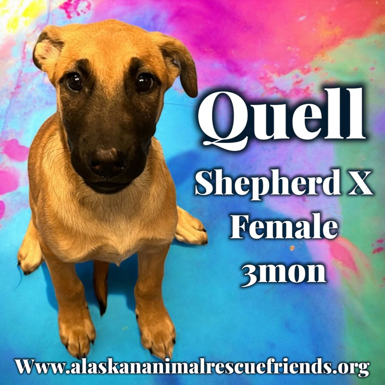 Quell, an adoptable Shepherd in Anchorage, AK, 99503 | Photo Image 2