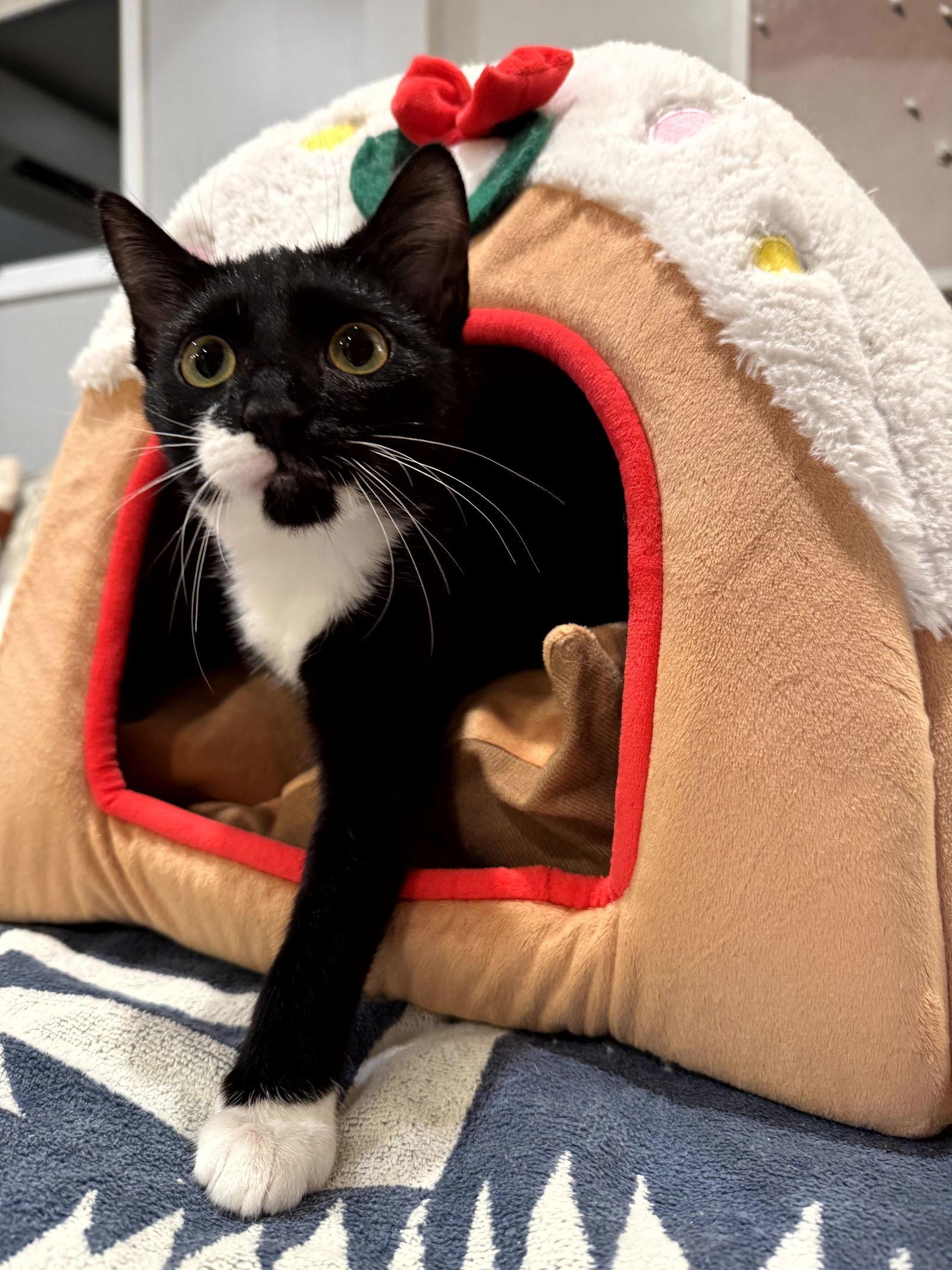 Olive, an adoptable Tuxedo, Domestic Short Hair in Traverse City, MI, 49686 | Photo Image 1