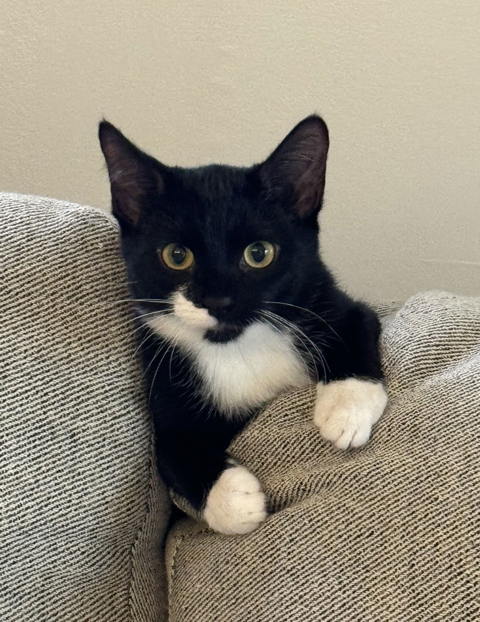 Olive, an adoptable Tuxedo, Domestic Short Hair in Traverse City, MI, 49686 | Photo Image 2