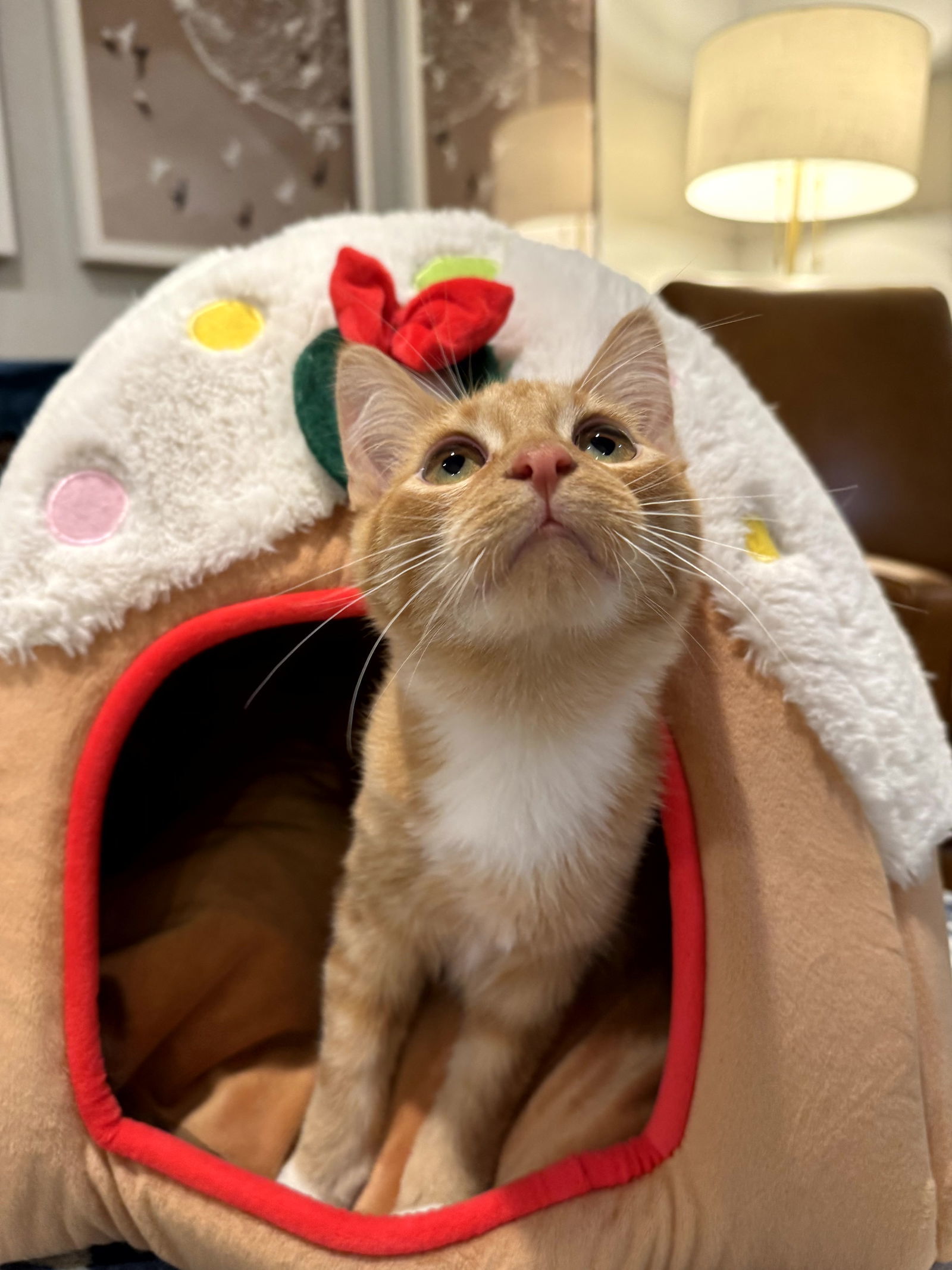 Cheddar, an adoptable Domestic Long Hair in Traverse City, MI, 49686 | Photo Image 1