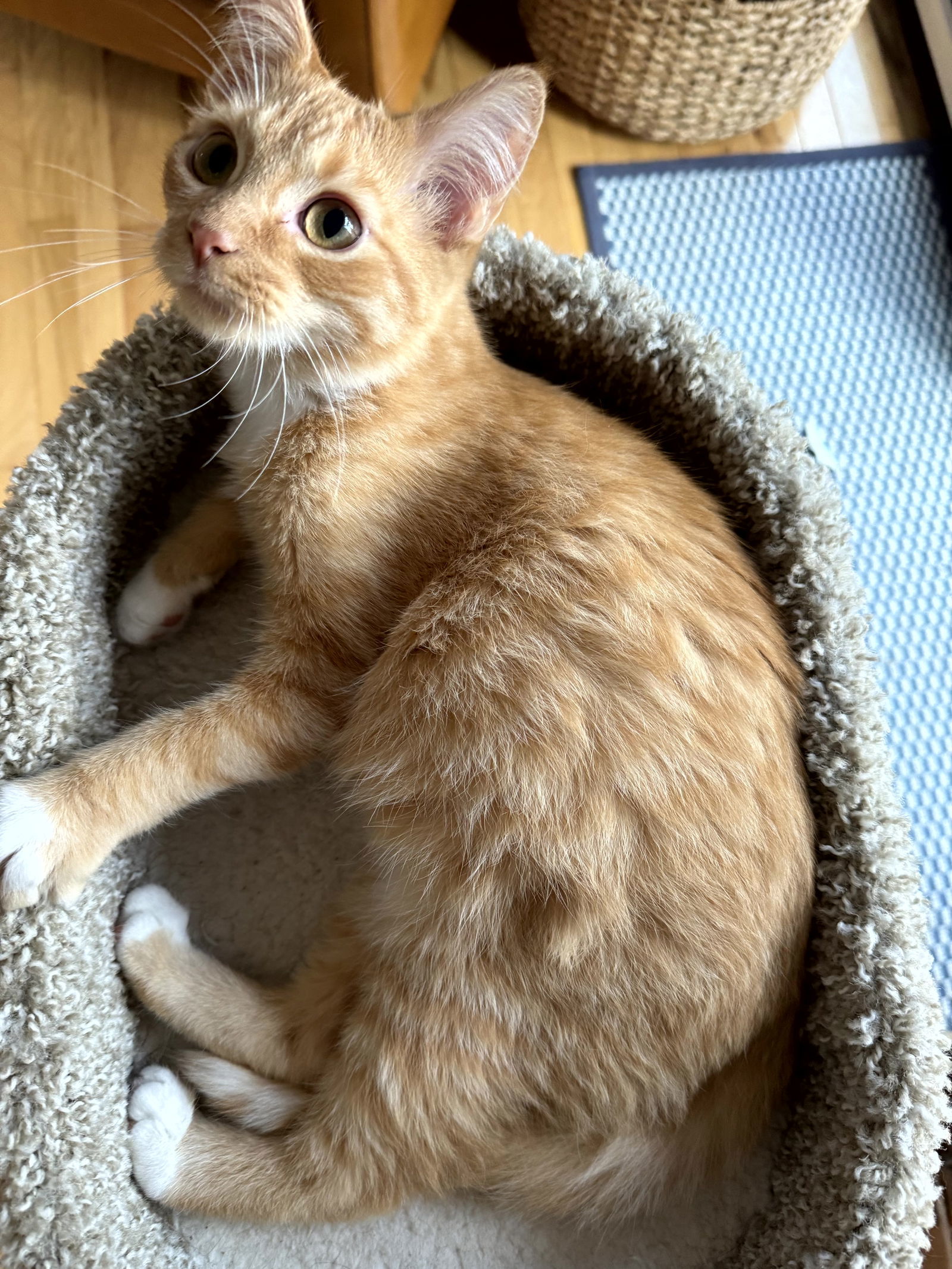 Cheddar, an adoptable Domestic Long Hair in Traverse City, MI, 49686 | Photo Image 2