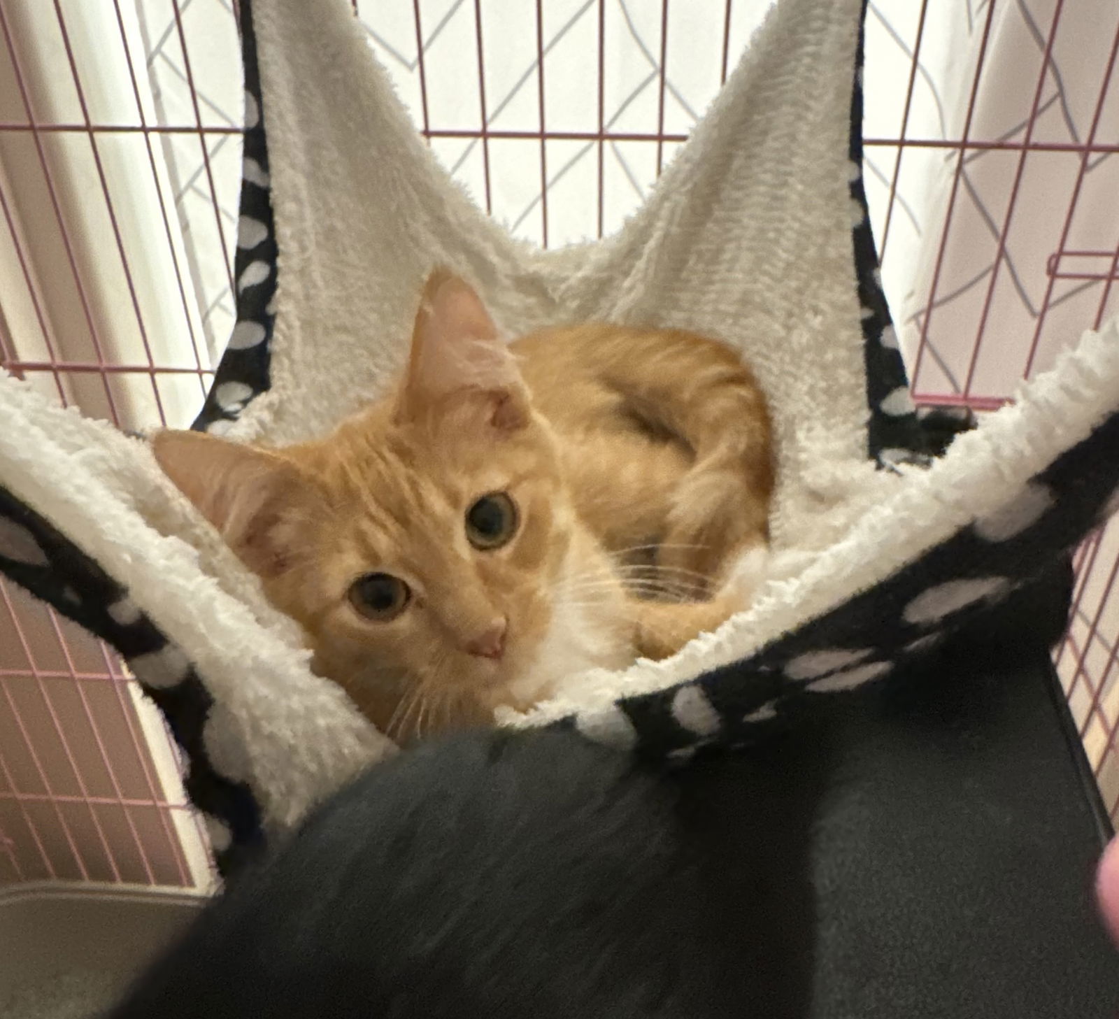 Cheddar, an adoptable Domestic Long Hair in Traverse City, MI, 49686 | Photo Image 3