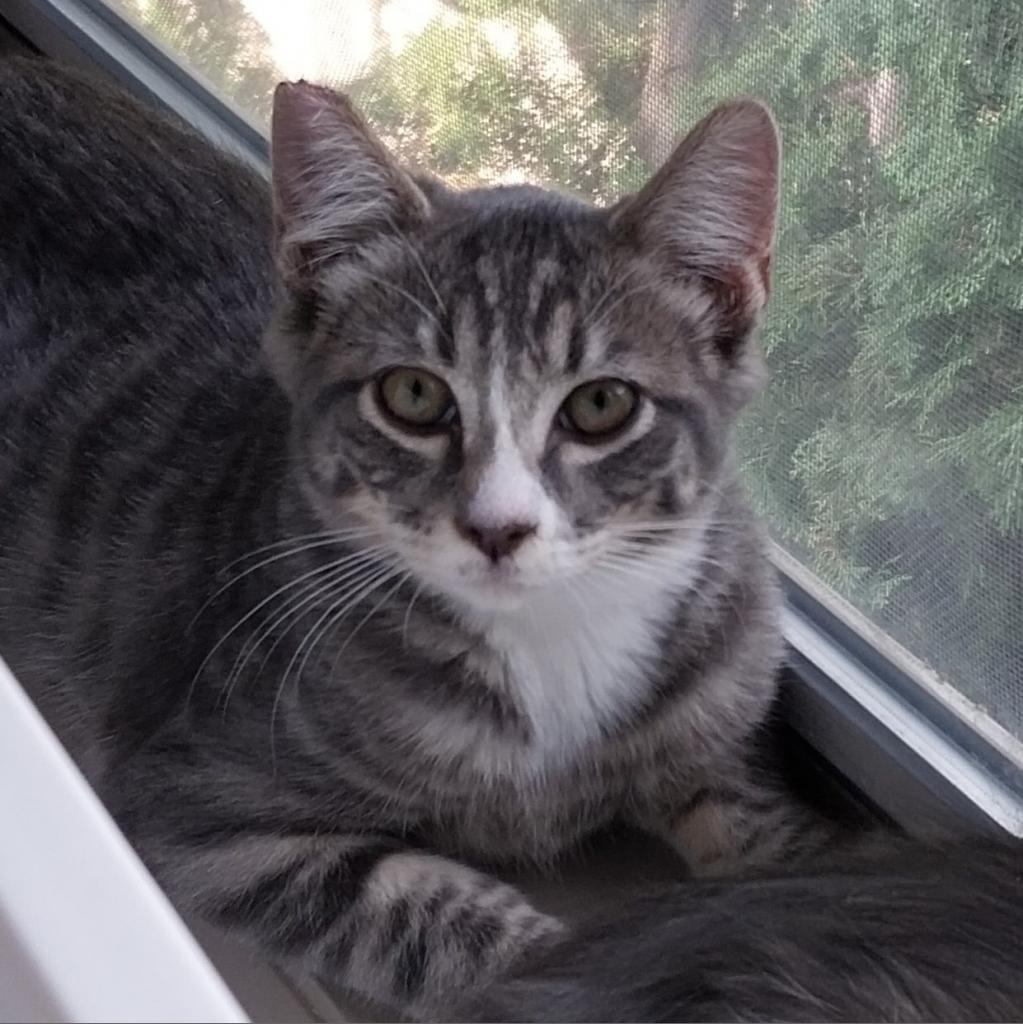 McCoy, an adoptable Domestic Short Hair in Baker City, OR, 97814 | Photo Image 2