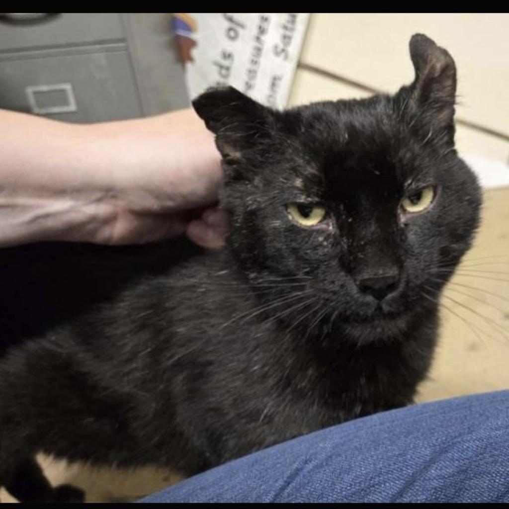 Bart, an adoptable Domestic Short Hair in Baker City, OR, 97814 | Photo Image 2