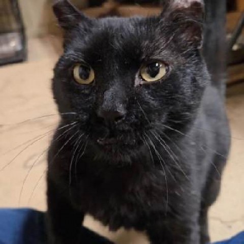 Bart, an adoptable Domestic Short Hair in Baker City, OR, 97814 | Photo Image 3