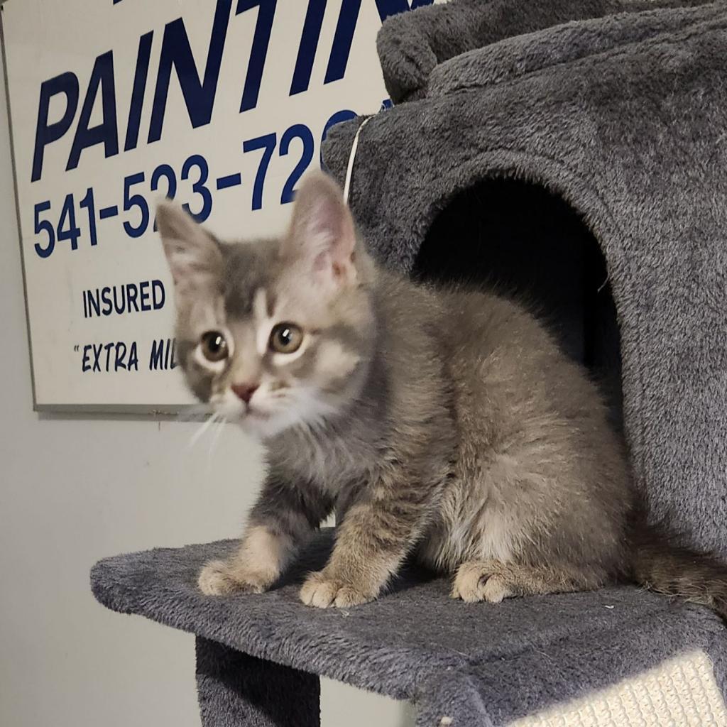 Iron Man, an adoptable Domestic Long Hair in Baker City, OR, 97814 | Photo Image 1