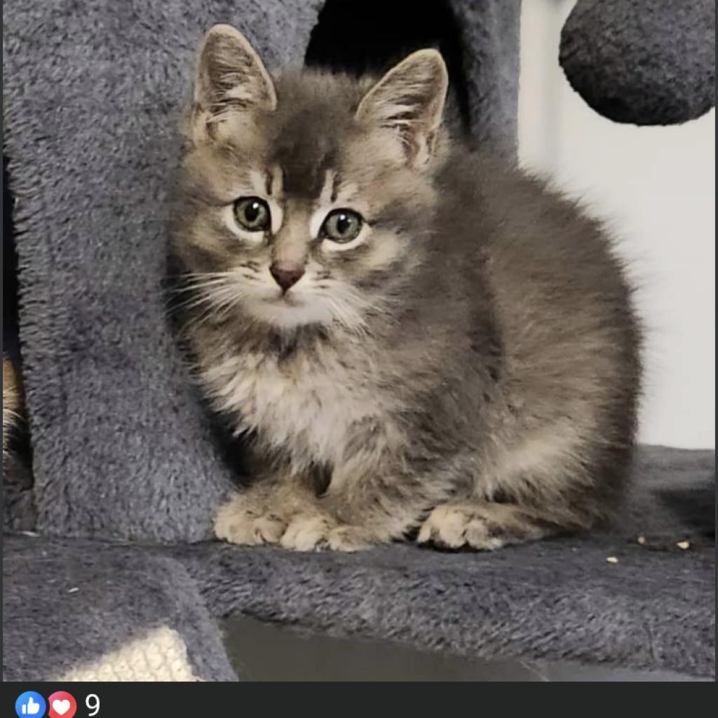 Iron Man, an adoptable Domestic Long Hair in Baker City, OR, 97814 | Photo Image 2