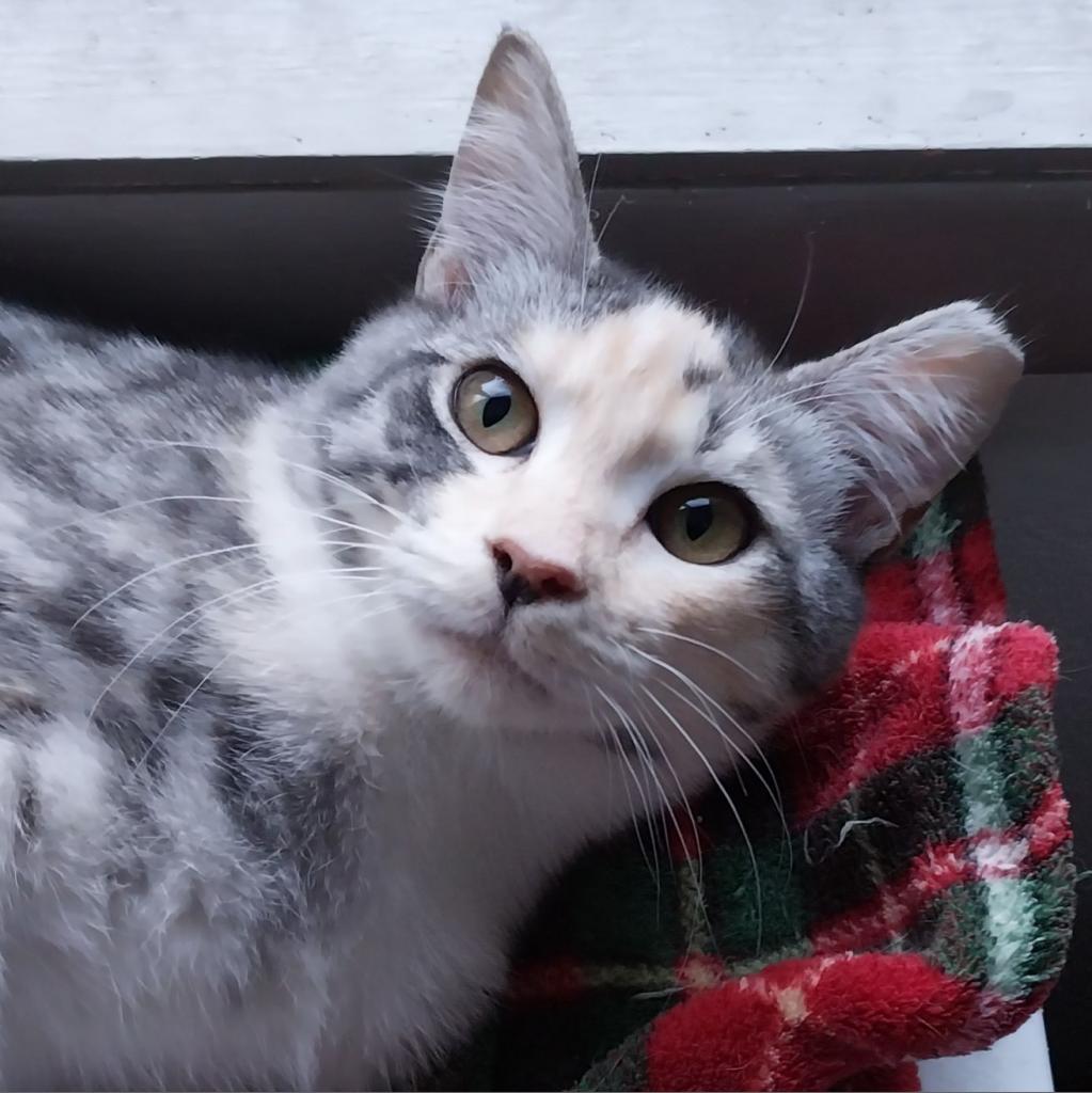 Tessie, an adoptable Domestic Short Hair in Baker City, OR, 97814 | Photo Image 1