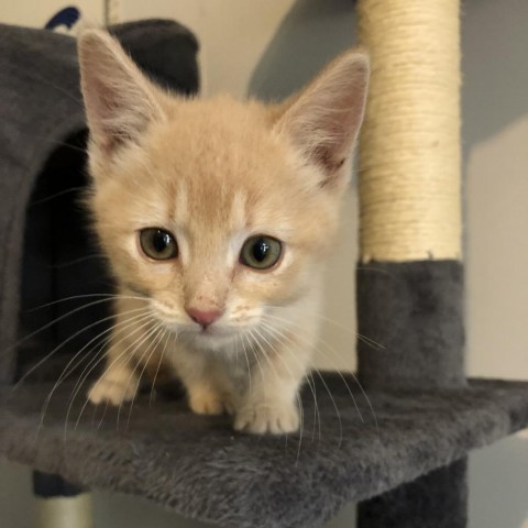 Mindy, an adoptable Domestic Short Hair in Baker City, OR, 97814 | Photo Image 1