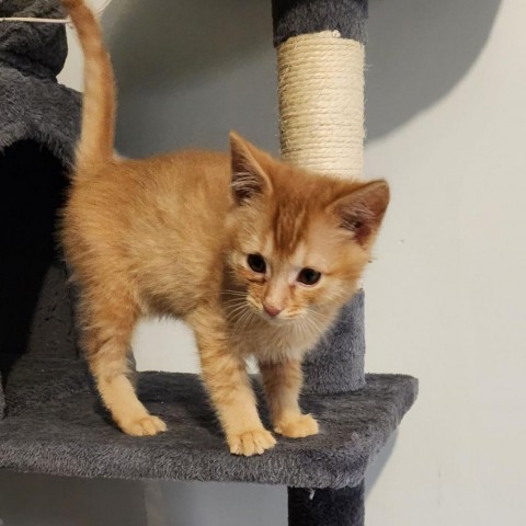 Stuart Little, an adoptable Domestic Short Hair in Baker City, OR, 97814 | Photo Image 1