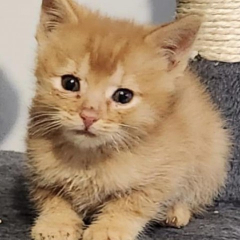 Stuart Little, an adoptable Domestic Short Hair in Baker City, OR, 97814 | Photo Image 2